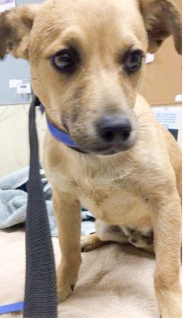 Animal Shelters. Approximate 2-year-old male, 16.70 lbs, fawn Chihuahua - Smooth Coated mix, at the Riverside shelter since April 24.